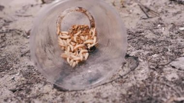 Group of Larvae of White Worms Crawls in a Plastic Cup in the Rays of Sunlight. Army of larvae white maggots and worms move in the bottom of the trap, shimmering in the sun. Bait. Fishing. Nature.