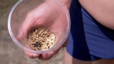 Male Hand Holding a Transparent Plastic Cup with Maggots on a Nature. Group of larvae white worms move, crawl in the bottom of the trap, shimmering in rays of sunlight. Bait. Fishing. Fisherman.
