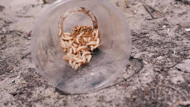 Group Larvae White Worms Crawls Plastic Cup Rays Sunlight Army — Stock video