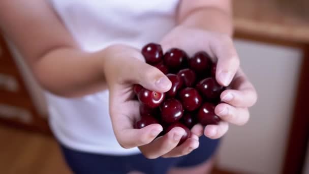 Child Holding Ripe Red Cherries Hands While Standing Kitchen Blurred — Vídeos de Stock