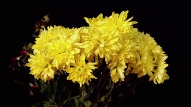 Kara Arkaplan 'da izole edilmiş bir buket Parlak Sarı Renkli Kasımpatı. Renkli sonbahar çiçeklerinden oluşan muhteşem bir buket. Işıkla aydınlatılmış narin taç yaprakları. Dikkat et, aşkım, dikkat et..