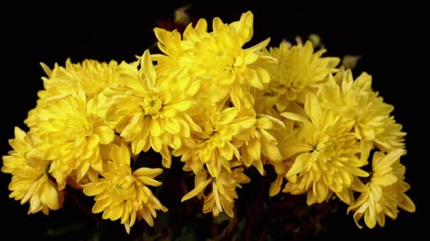 Persona Espolvorea Sobre Ramo Crisantemos Amarillos Aislados Sobre Fondo Negro — Vídeos de Stock