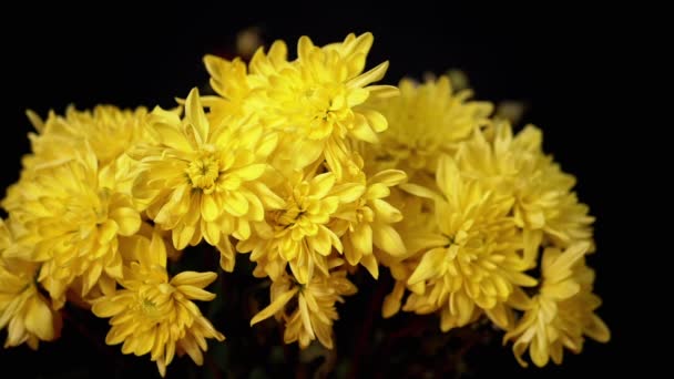 黒の背景に隔離された明るい黄色の緑豊かな菊の花束 カラフルな秋の花の豪華な美しい花束 光に照らされた繊細な花びら ケアの兆候 — ストック動画