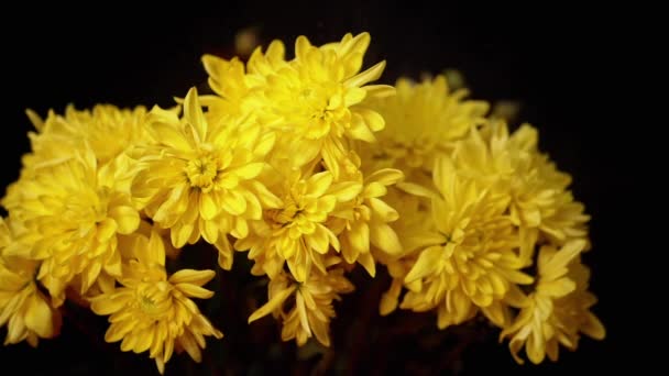 Person Streut Auf Strauß Gelbe Chrysanthemen Auf Schwarzem Hintergrund Fallende — Stockvideo
