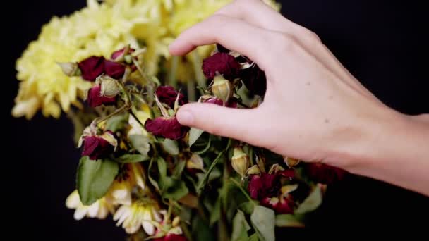 Femme Main Presse Bouquet Roses Rouges Sèches Fanées Sur Fond — Video