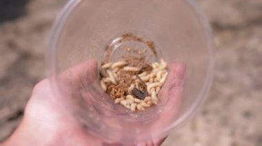 Doğanın Arkasında Kurtçuklarla Şeffaf Plastik Kupa Tutmak. Bir grup larva sineği hareket eder. Tuzağın dibinde sürünürler. Güneş ışınlarında parıldarlar. Yem. Balık tutmaya. Böcekler.