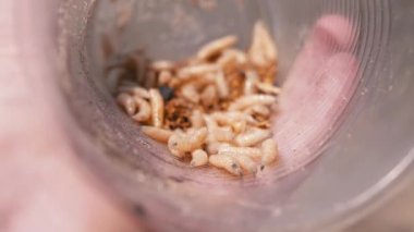 Doğanın Arkasında Kurtçuklarla Şeffaf Plastik Kupa Tutmak. Bir grup larva sineği hareket eder. Tuzağın dibinde sürünürler. Güneş ışınlarında parıldarlar. Yem. Balık tutmaya. Büyüt.