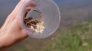Suyun Arkasında Kurtçuklarla Şeffaf Plastik Cam Tutmak. Bir grup larva sineği beyaz solucanlar hareket eder, bir paketin içinde sürünürler, doğada güneş ışığı ışınlarında parıldarlar. Yem. Balık tutmaya. Büyüt.