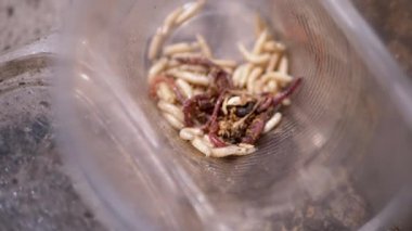 Group of Larvae of White Worms Crawls in a Plastic Cup in the Rays of Sunlight. Army of larvae white maggots and worms move in the bottom of the trap, shimmering in the sun. Bait. Fishing. Nature.