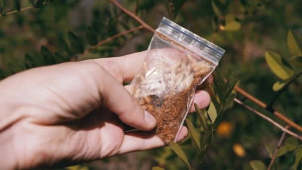 Hand Holding Transparent Package Live Maggots Background Nature Group Larvae — Stok Video