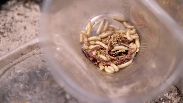 Group Larvae White Worms Crawls Plastic Cup Rays Sunlight Army — Stock Video
