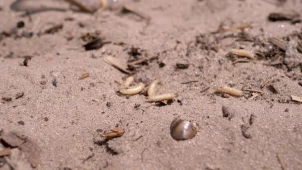 Group Larvae White Worms Crawls Wet Dirty Sand Rays Sunlight — Stockvideo