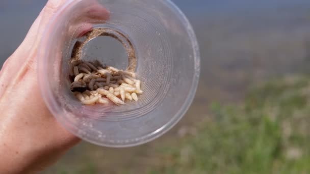 Suyun Arkasında Kurtçuklarla Şeffaf Plastik Cam Tutmak Bir Grup Larva — Stok video