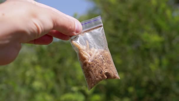 Kézben Tartva Egy Átlátható Csomagot Élő Kukacokkal Természet Hátterében Lárvák — Stock videók