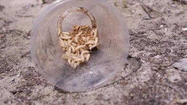 Group of Larvae of White Worms Crawls in a Plastic Cup in the Rays of Sunlight. Army of larvae white maggots and worms move in the bottom of the trap, shimmering in the sun. Bait. Fishing. Nature.