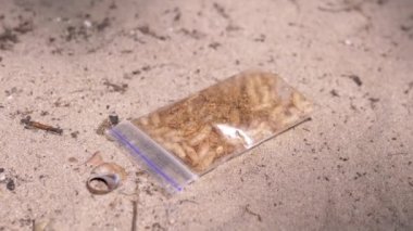 Closed Transparent Pack with Caught Larvae of White Maggot Flies Lies on Sand. Army of larvae worms moves, crawl in the bottom of the trap, shimmering in the sun, sunlight in nature. Bait. Fishing.