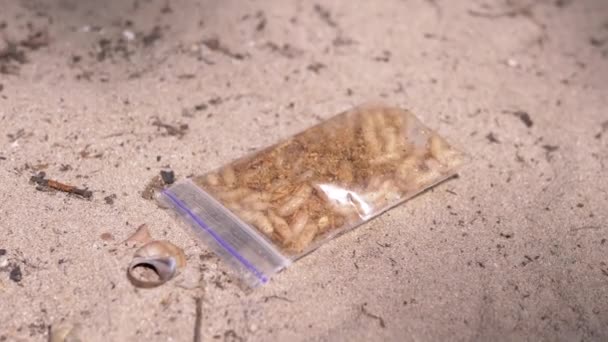 Closed Transparent Pack Caught Larvae White Maggot Flies Lies Sand — Stok video