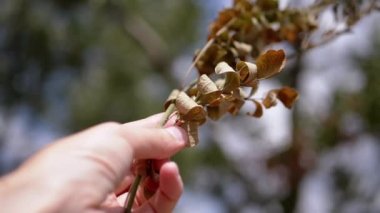 Dişi Eller Solmuş, Kuru Yapraklar Güneş Işığında Dokunuyor. Bir kadın bakar, gün batımında kavak ağacının sararmış kuru yapraklarını döndürür. Orman, doğa. Yazın sonu, sonbaharın gelişi..