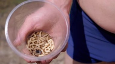 Male Hand Holding a Transparent Plastic Cup with Maggots on a Nature. Group of larvae white worms move, crawl in the bottom of the trap, shimmering in rays of sunlight. Bait. Fishing. Fisherman.