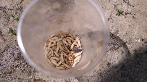 Group Larvae White Worms Crawls Plastic Cup Rays Sunlight Army — Stockvideo