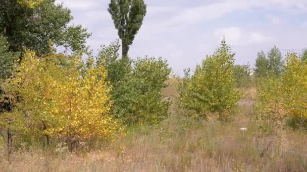 Blick Auf Junge Pappeln Mit Vergilbten Blättern Die Wald Wachsen — Stockvideo