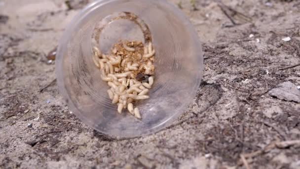 Group Larvae White Worms Crawls Plastic Cup Rays Sunlight Army — Αρχείο Βίντεο