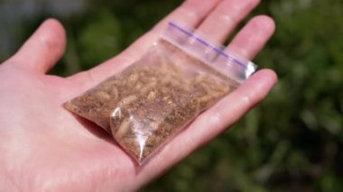 Hand Holding a Transparent Package with Live Maggots on a Background of Nature. Group of larvae fly white worms move, crawl in a package, shimmering in rays of sunlight. Bait for fish. Fishing. 4K.