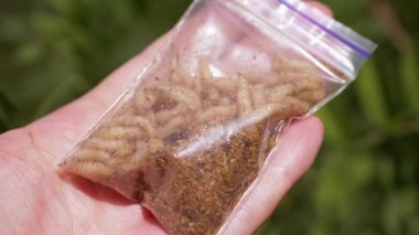 Hand Holding a Transparent Package with Live Maggots on a Background of Nature. Group of larvae fly white worms move, crawl in a package, shimmering in rays of sunlight. Bait for fish. Fishing. 4K.