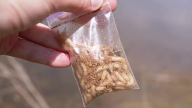 Hand Holding a Transparent Package with Live Maggots on a Background of Water. Group of larvae fly of white worms move, crawl in a package, shimmering in rays of sunlight. Bait for fish. Fishing.