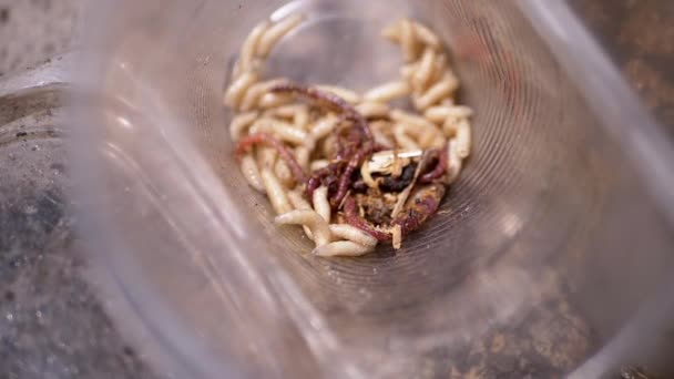 Group Larvae White Worms Crawls Plastic Cup Rays Sunlight Army — Αρχείο Βίντεο