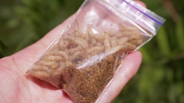 Hand Holding Transparent Package Live Maggots Background Nature Group Larvae — Vídeo de Stock