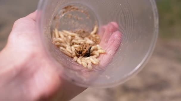 Doğanın Arkasında Kurtçuklarla Şeffaf Plastik Kupa Tutmak Bir Grup Larva — Stok video
