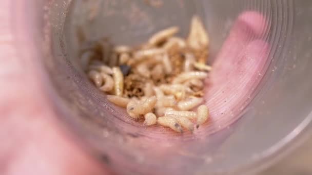 Mano Sosteniendo Una Taza Plástico Transparente Con Gusanos Fondo Naturaleza — Vídeo de stock