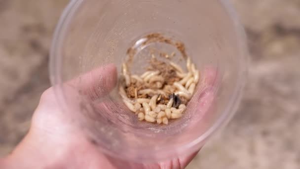 Hand Hält Einen Durchsichtigen Plastikbecher Mit Maden Auf Einem Hintergrund — Stockvideo