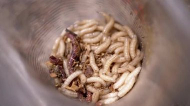 Group of Larvae of White Worms Crawls in a Plastic Cup in the Rays of Sunlight. Army of larvae white maggots and worms move in the bottom of the trap, shimmering in the sun. Bait. Fishing. Nature.