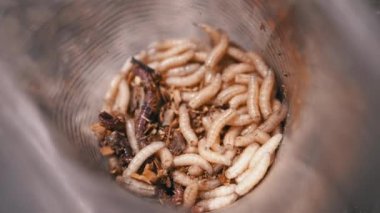 Group of Larvae of White Worms Crawls in a Plastic Cup in the Rays of Sunlight. Army of larvae white maggots and worms move in the bottom of the trap, shimmering in the sun. Bait. Fishing. Nature.