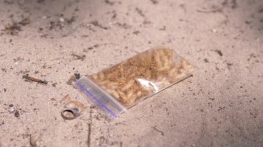 Closed Transparent Pack with Caught Larvae of White Maggot Flies Lies on Sand. Army of larvae worms moves, crawl in the bottom of the trap, shimmering in the sun, sunlight in nature. Bait. Fishing.