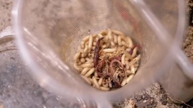 Group of Larvae of White Worms Crawls in a Plastic Cup in the Rays of Sunlight. Army of larvae white maggots and worms move in the bottom of the trap, shimmering in the sun. Bait. Fishing. Nature.