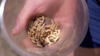 Male Hand Holding a Transparent Plastic Cup with Maggots on a Nature. Group of larvae white worms move, crawl in the bottom of the trap, shimmering in rays of sunlight. Bait. Fishing. Fisherman.