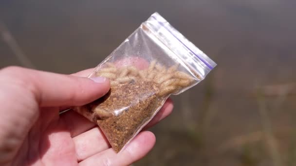 Hand Holding Transparent Package Live Maggots Background Water Group Larvae — Stok video