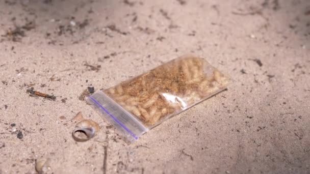 Закрытая Прозрачная Стая Пойманными Личинками Мух Белой Личинки Лежит Песке — стоковое видео