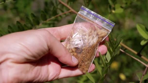 Mão Segurando Pacote Transparente Com Larvas Vivas Fundo Natureza Grupo — Vídeo de Stock