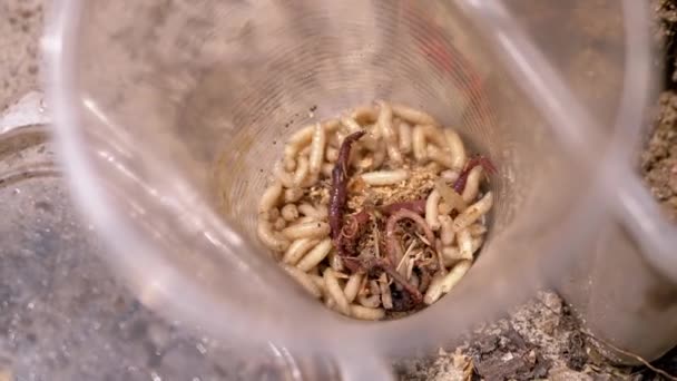 Group Larvae White Worms Crawls Plastic Cup Rays Sunlight Army — Stok video