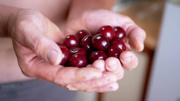 Male Holding Full Pile Red Cherries Hands While Standing Kitchen — Stok Video