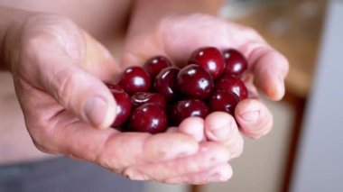 Male Holding Full Pile Red Cherries in Hands While Standing in Kitchen. Blurred background. Fruit harvest. Sweet cherry, cherry. Daylight shines on berries. Healthy food, organic seasonal food.