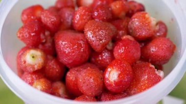 Harvest of Ripe Fresh Red Strawberry Collected in a Bucket Showing on the Desk. Container full of wet berries that glisten in the sunlight. Harvest. Healthy food, organic seasonal food. Vitamins.