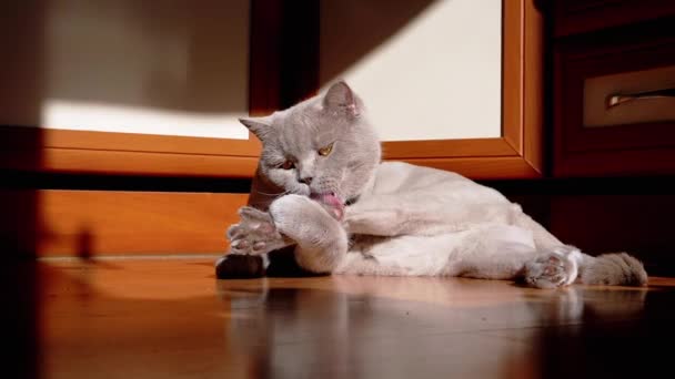 Gray British Fluffy Cat Licking Washing Fur Rays Sunlight Floor — Stok Video