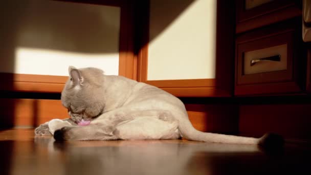 Gray British Fluffy Cat Licking Washing Fur Rays Sunlight Floor — 图库视频影像