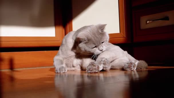 Gray British Fluffy Cat Lecking Washing Fur Rays Sunlight Floor — Video Stock