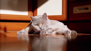 Gri İngiliz Tüylü Kedi Yalama, Yerdeki Güneş Işığında Yıkanan Kürk. Yeşil gözlü bir İskoç evcil hayvanı şafak vakti, güneş ışığı ve siyah bir gölgeyle kürkü dille temizler. Tımarlama.